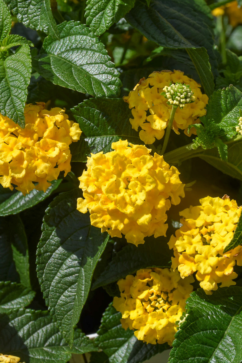 Lantana Lucky Yellow 4"
