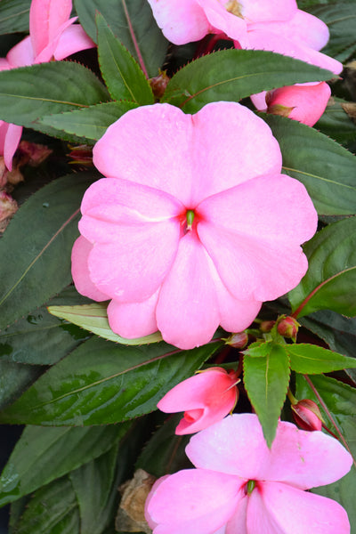 Impatiens, New Guinea Light Pink