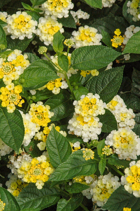 Lantana, Lemon Glow