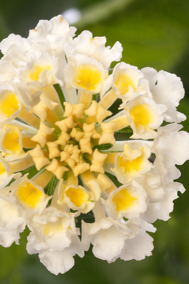 Lantana Bandolero White