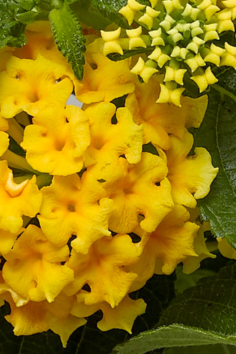 Lantana Bandolero Pineapple