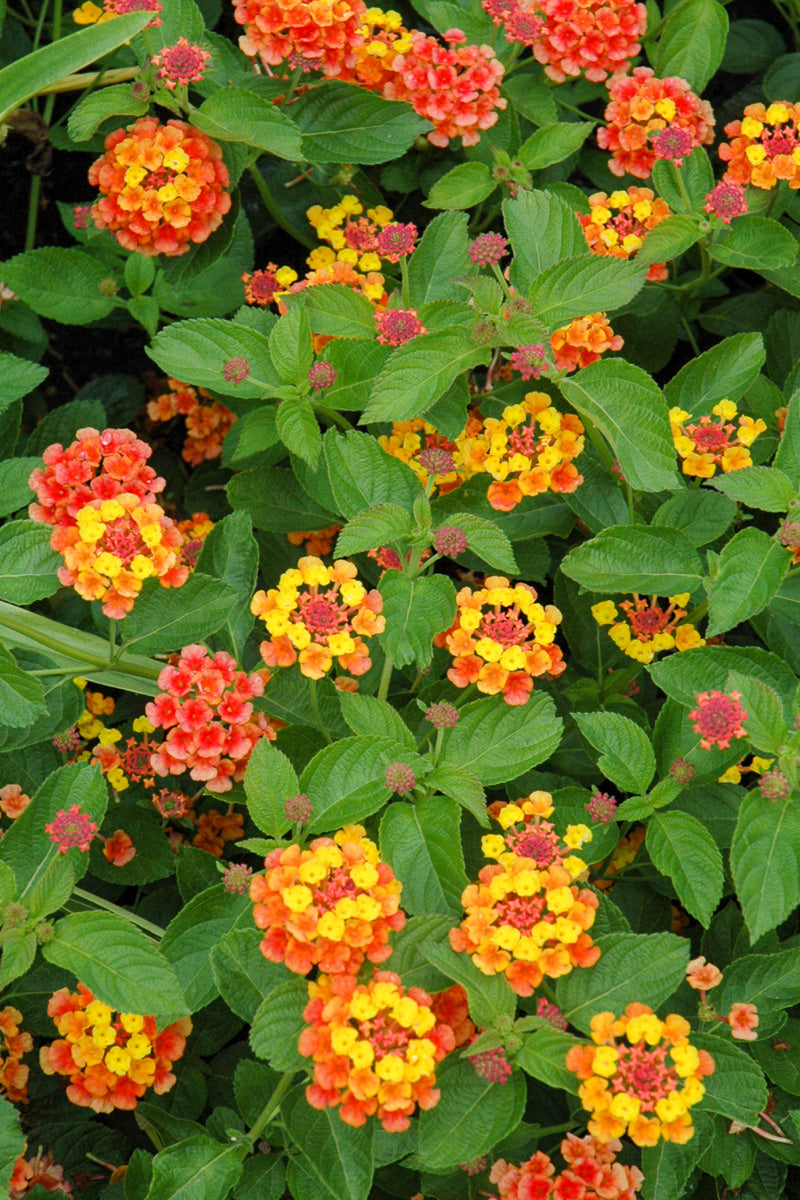 Lantana, Landmark Citrus