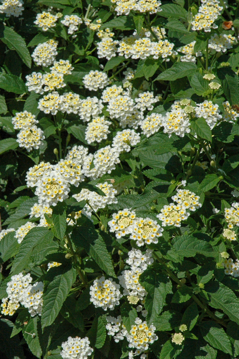 Lantana Lucky White