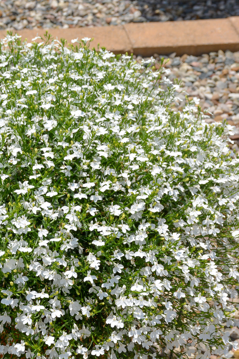 Lobelia, Trailing White