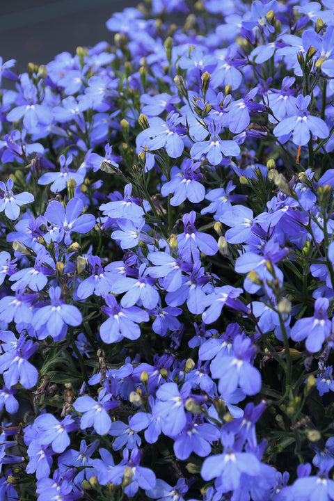 Lobelia Blue