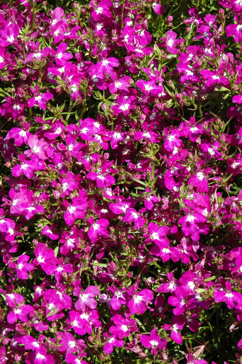 Lobelia Electric Purple