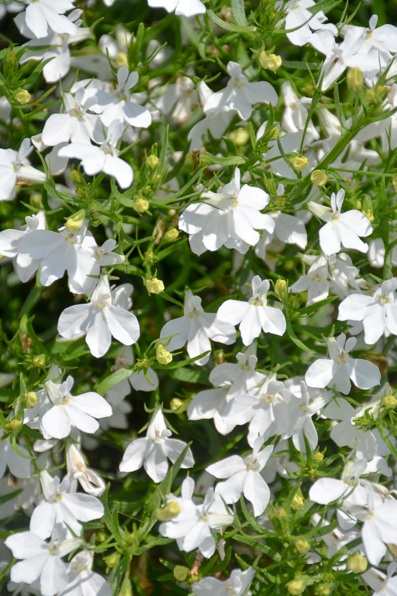 Lobelia, Trailing White