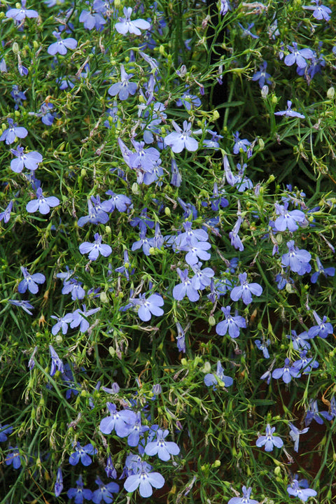 Lobelia Trailing Blue