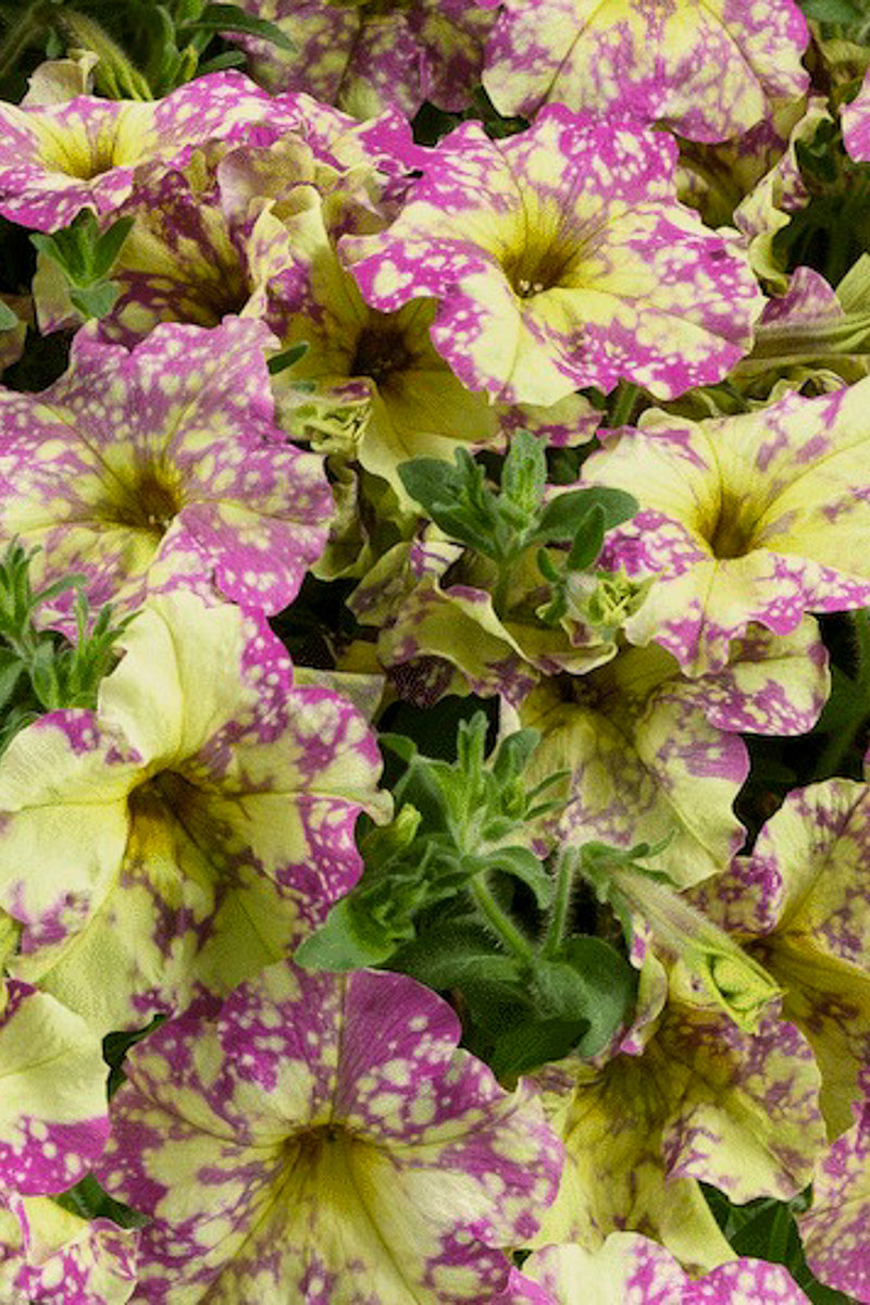 Petunia, Poppin Pink