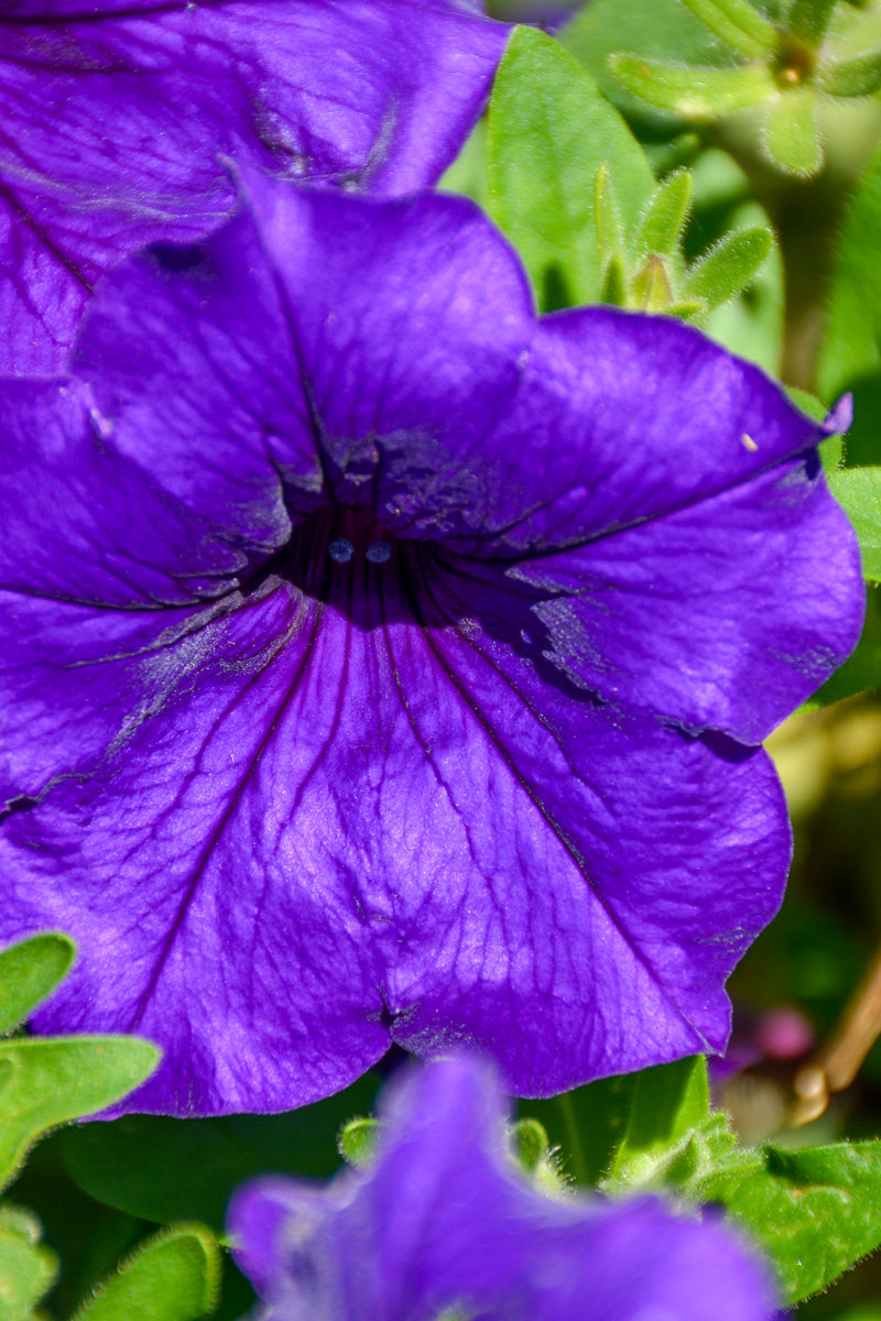 Petunia, Wave Blue