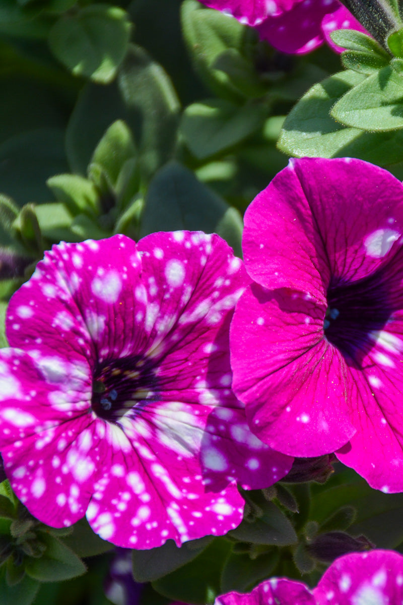 Petunia, Electric Purple Sky