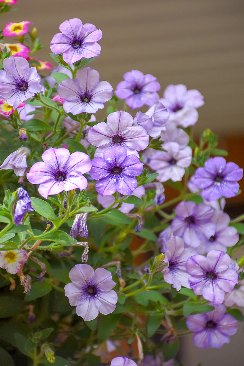Petunia, Crystal Sky