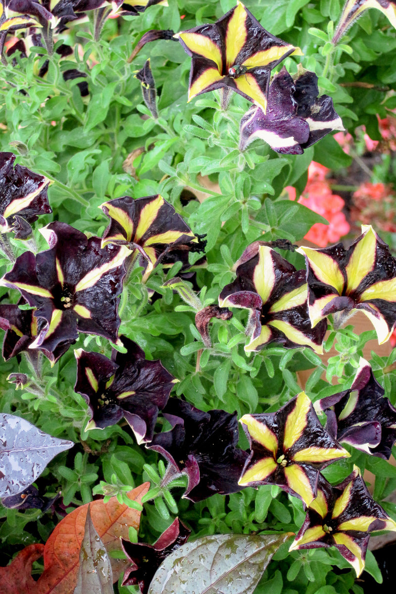 Petunia Phantom