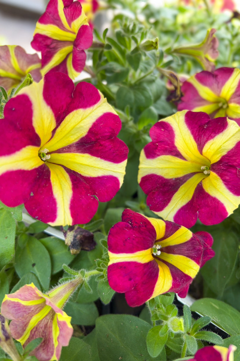 Petunia, Amore Queen of Hearts