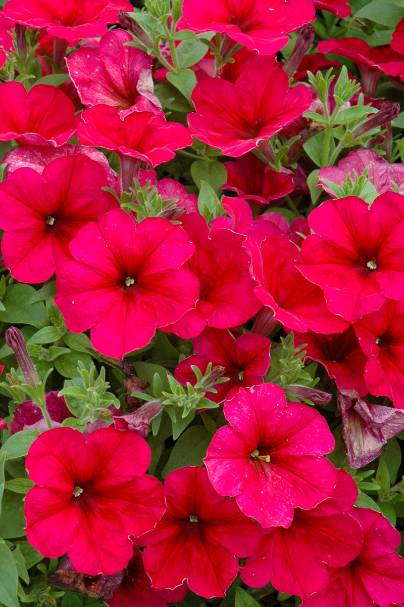 Petunia, Wave Berry Velour