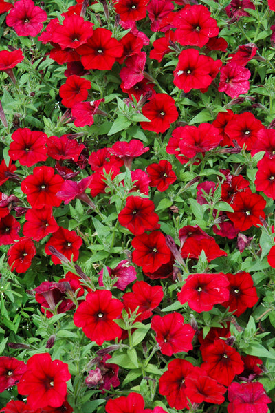 Petunia, Wave Red Velour