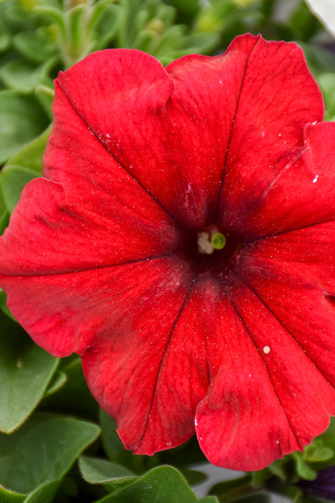 Petunia, Wave Red Velour