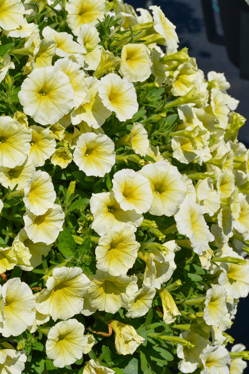 Petunia, Easy Wave Yellow