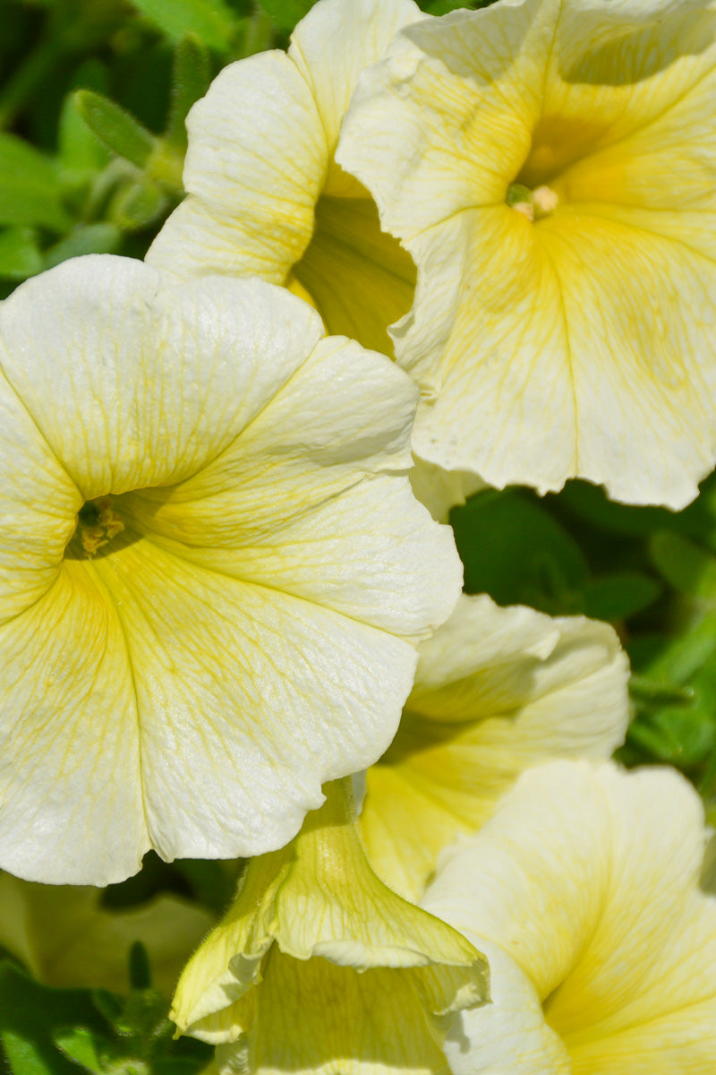 Petunia, Easy Wave Yellow