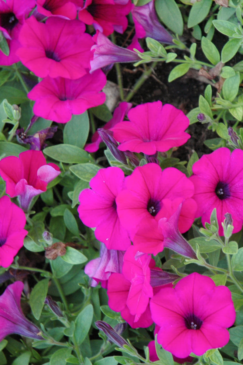 Petunia, Wave Purple