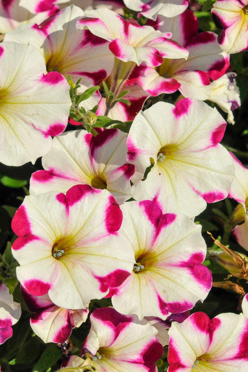 Petunia, Plum Crazy
