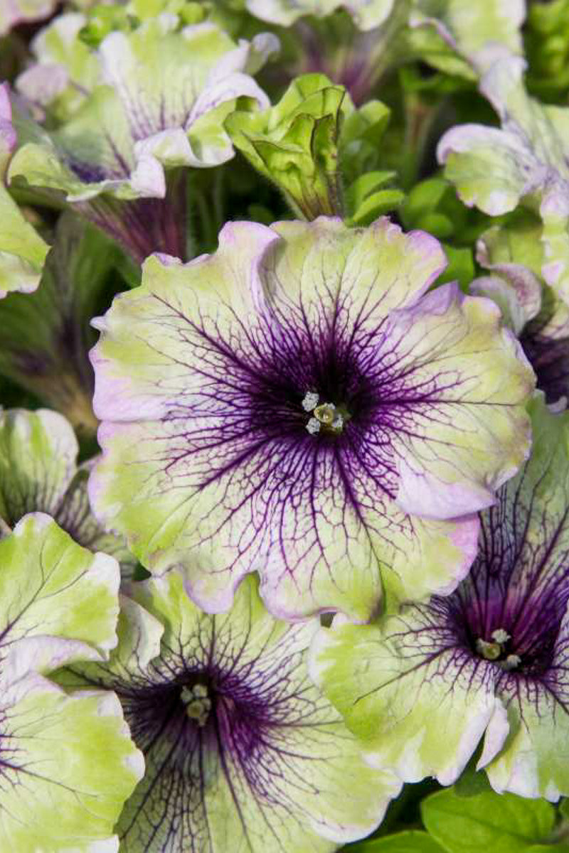 Petunia, Plum Cockatoo