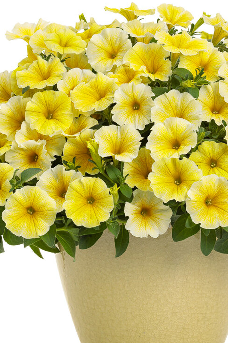 Petunia, Saffron Finch