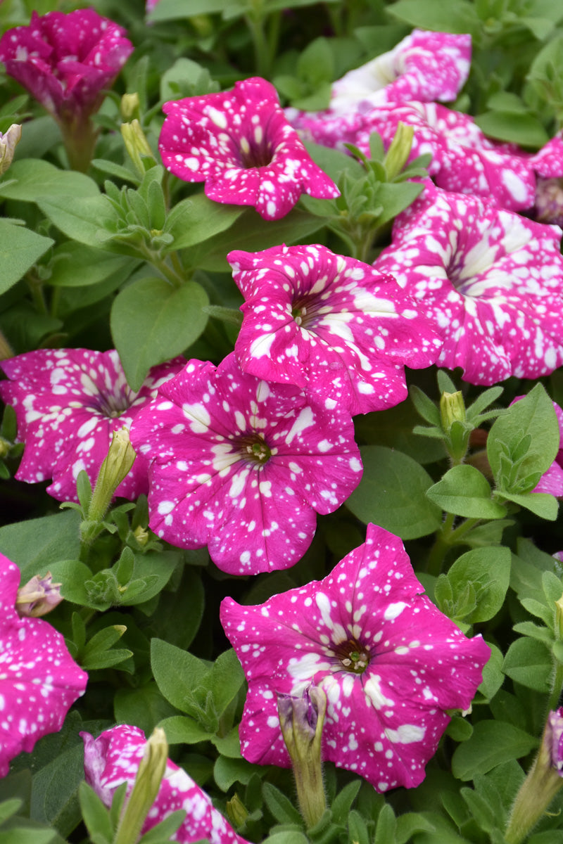Petunia, Headliner Light Pink Sky