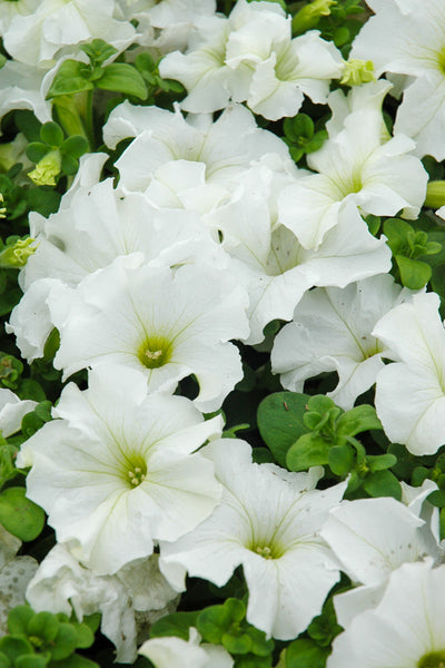 Petunia, White