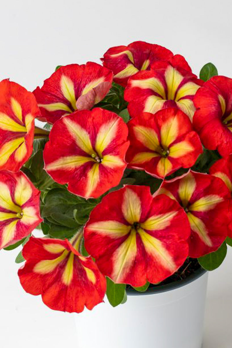 Petunia, Frisky Orange