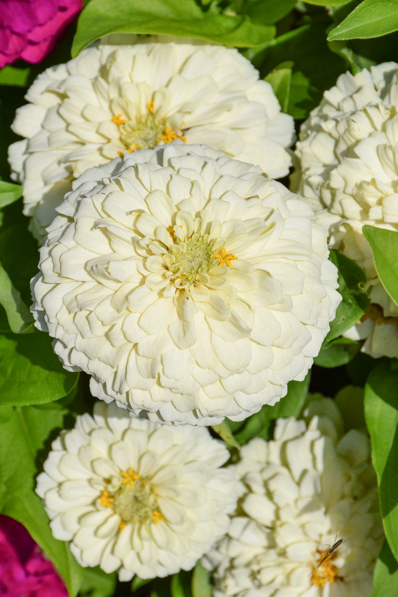 Zinnia, Zesty WHite