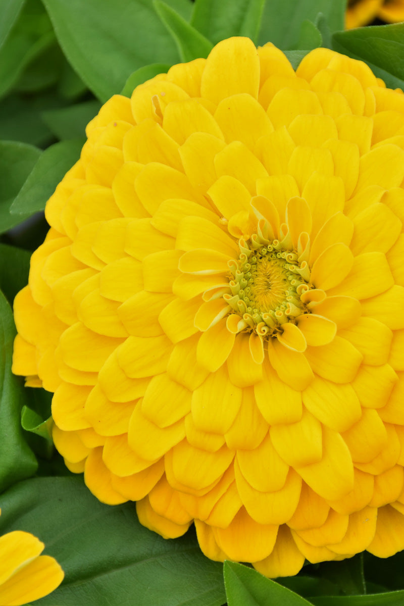Zinnia, Dwarf Yellow