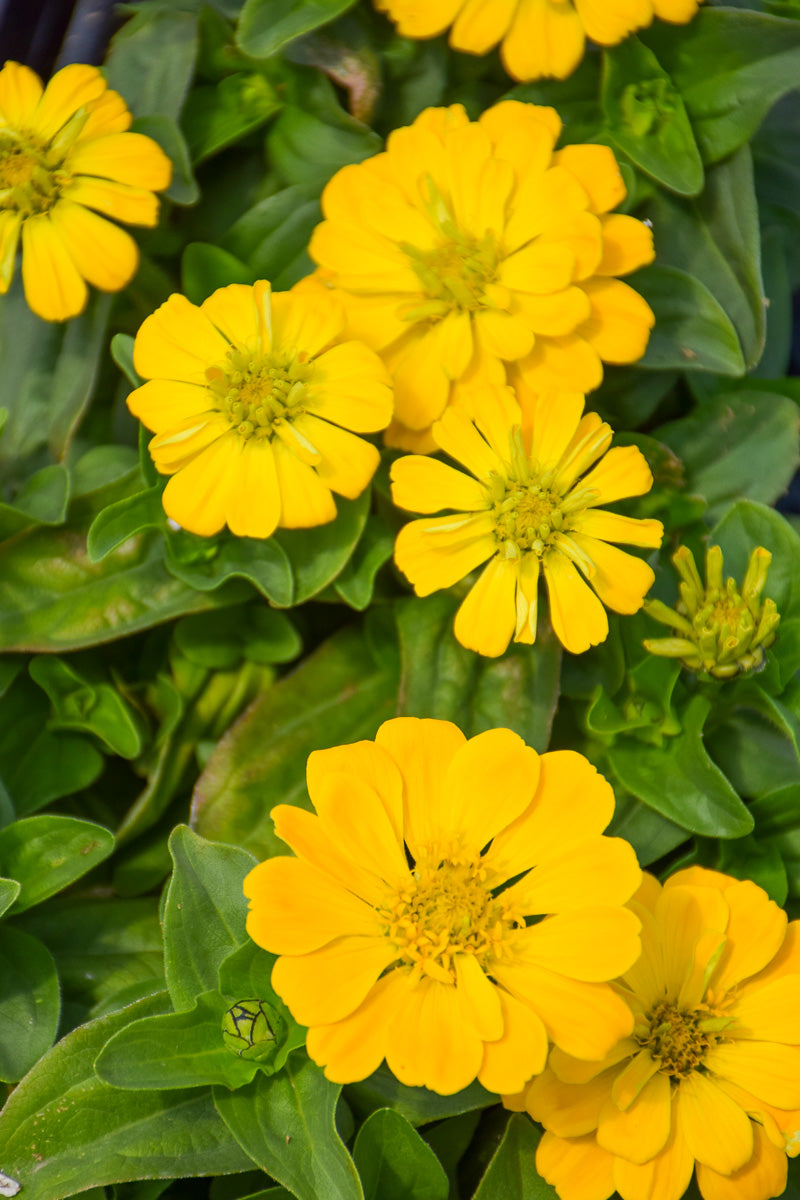 Zinnia, Dwarf Yellow