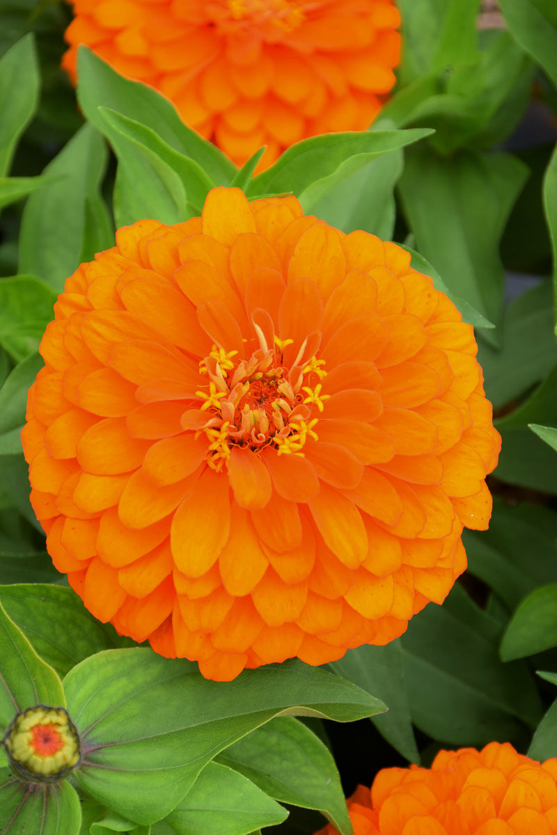 Zinnia, Dwarf Orange