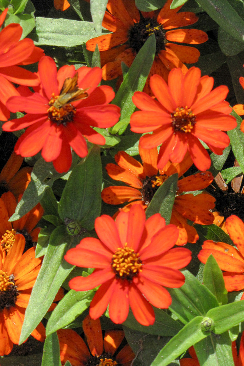 Zinnia, Orange