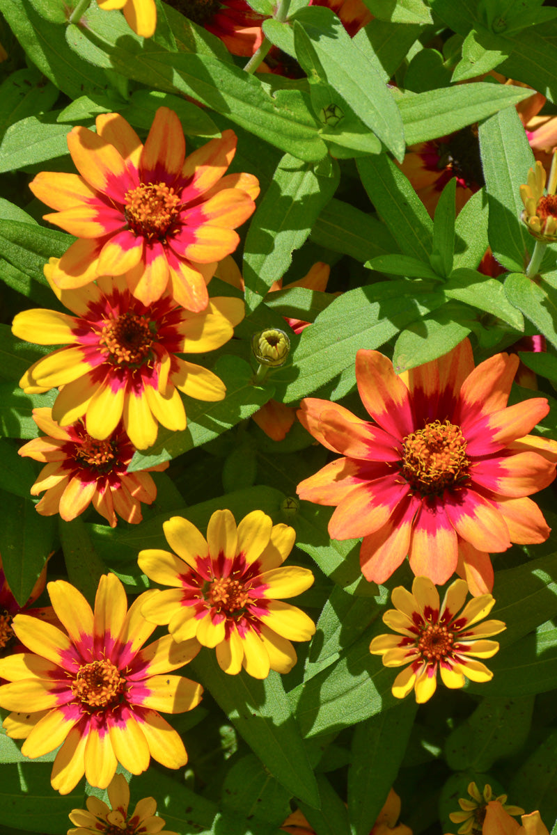 Zinnia, Bicolor