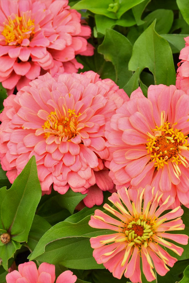 Zinnia, Salmon