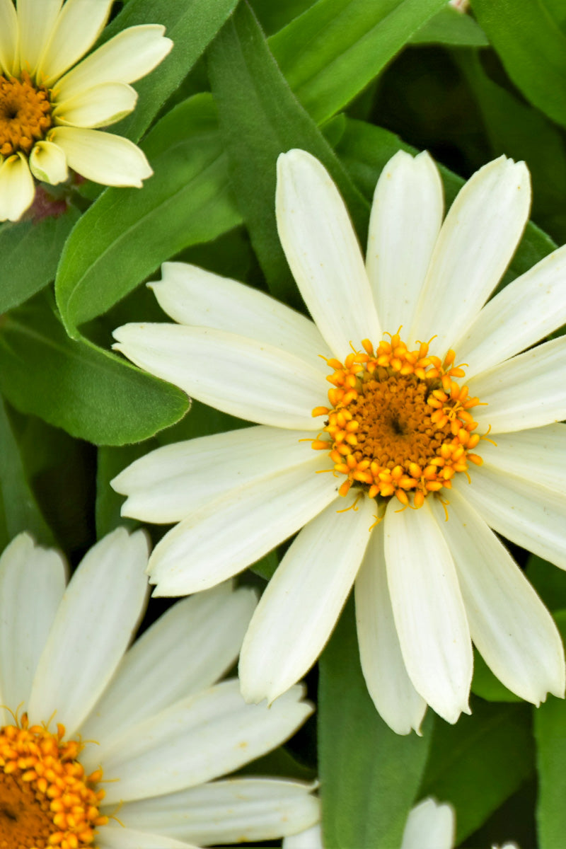 Zinnia, White