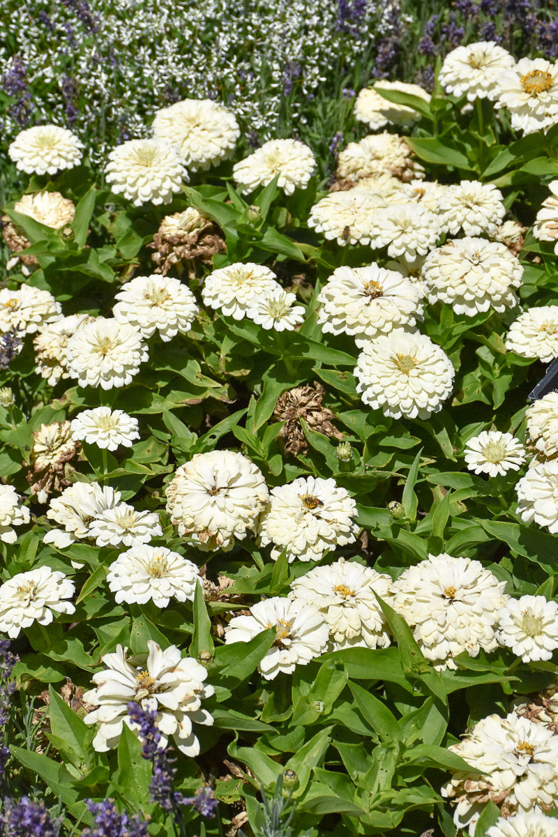 Zinnia, Zesty WHite