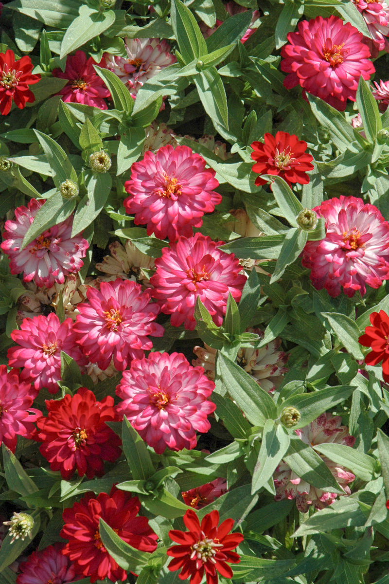 Zinnia Zahara Dbl Cherry