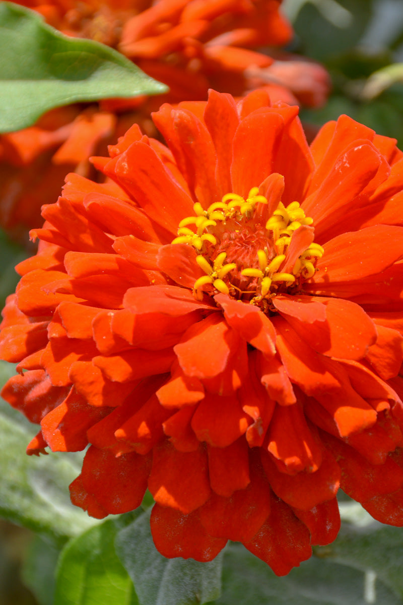 Zinnia, Zesty Scarlet
