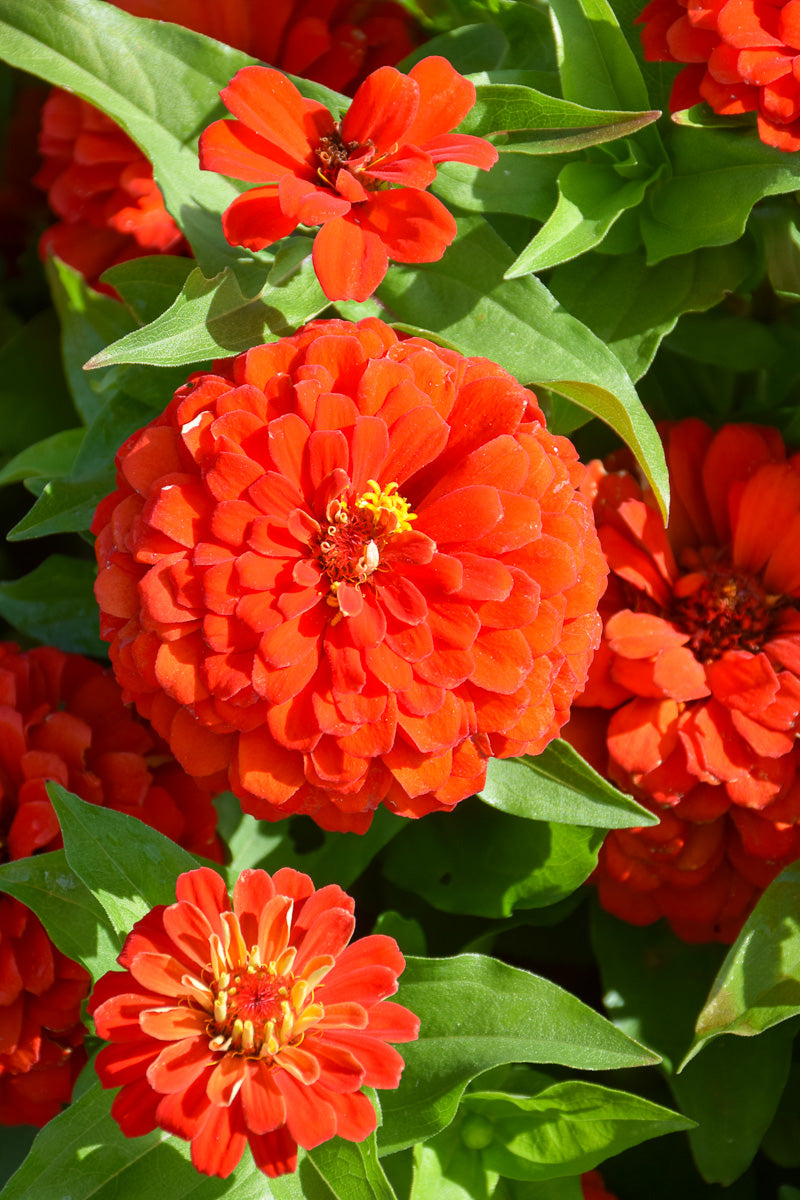 Zinnia, Zesty Scarlet