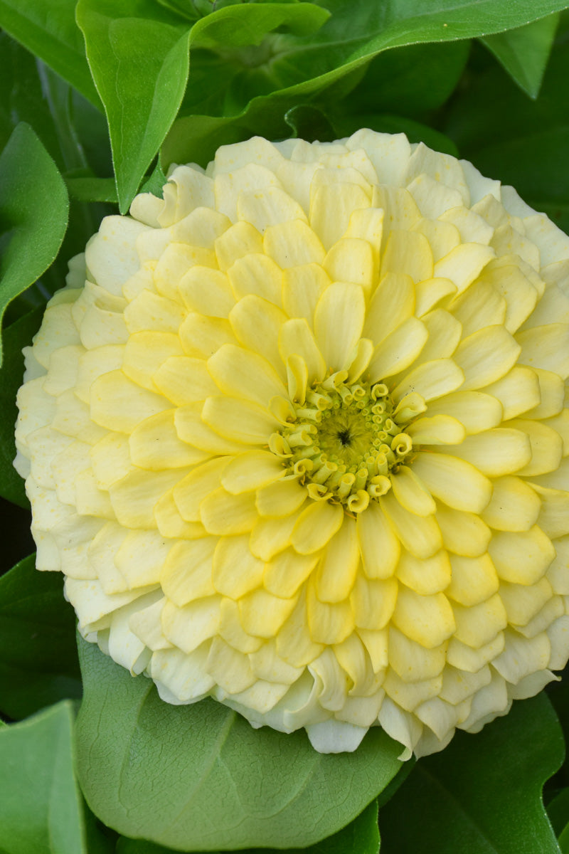 Zinnia, Magellan Ivory