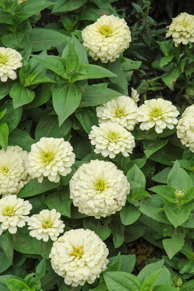 Zinnia, Magellan Ivory