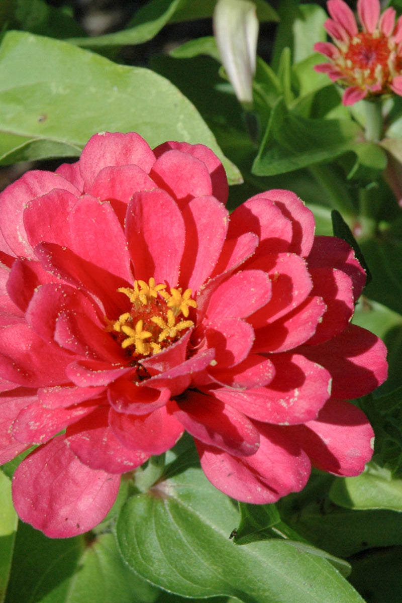 Zinnia, Dwarf Pink