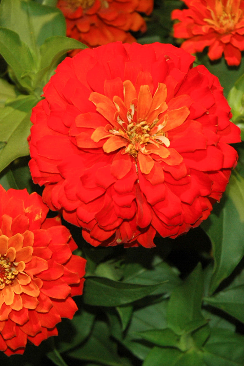 Zinnia, Dwarf Red