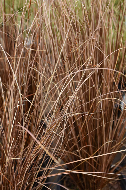 Carex Red Rooster