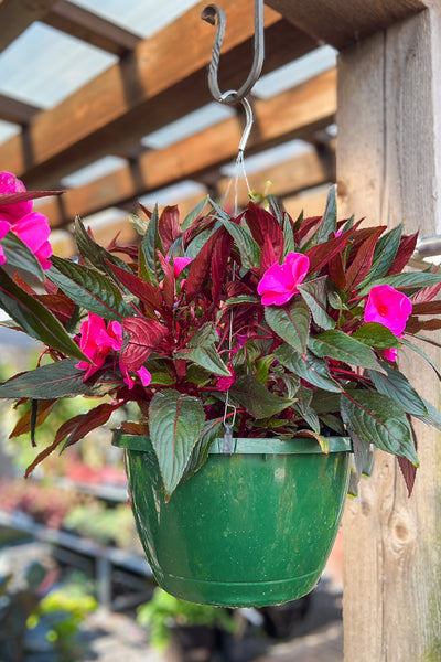 Impatiens, MegaGuinea Purple