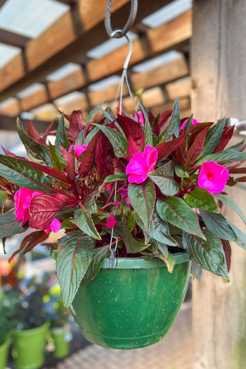 Impatiens, MegaGuinea Purple