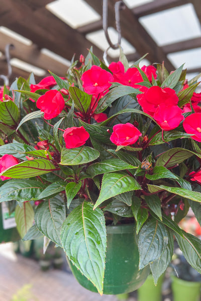 Impatiens, New Guinea Super Sonic Dark Red